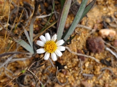 Chaetanthera albiflora