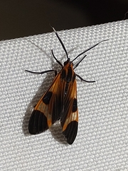 Dycladia