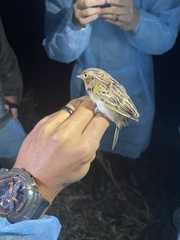 Ammodramus savannarum pratensis