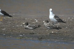 Larus belcheri