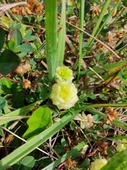 Trifolium campestre