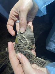 Ammodramus savannarum pratensis