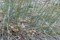 Juncus patens