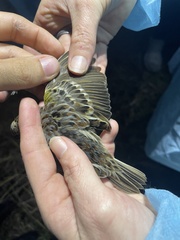 Ammodramus savannarum pratensis