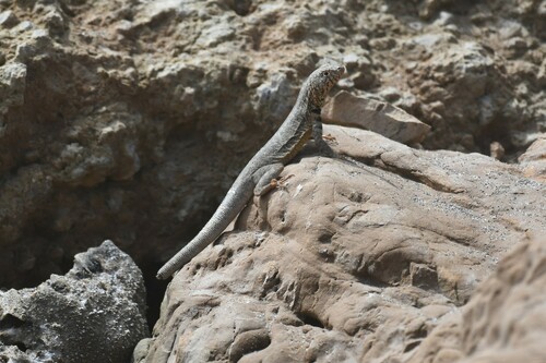 Poconchile Pacific Iguana, Microlophus yanezi