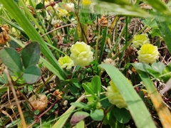 Trifolium campestre