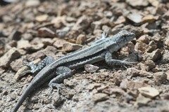 Microlophus quadrivittatus