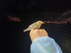 Ammodramus savannarum pratensis