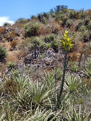 Puya chilensis