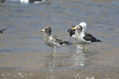 Larus belcheri