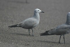 Leucophaeus modestus