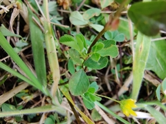 Trifolium campestre