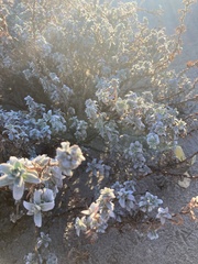 Camissoniopsis cheiranthifolia