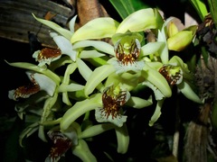 Coelogyne asperata
