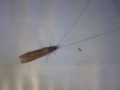 Triplectidinae