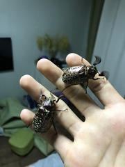 Polyphylla laticollis