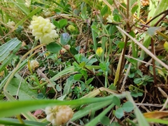 Trifolium campestre