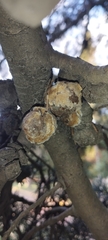 Stereum gausapatum