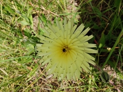Urospermum dalechampii
