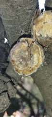 Stereum gausapatum