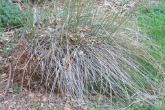 Juncus patens