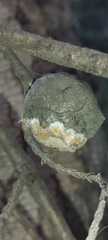 Stereum gausapatum