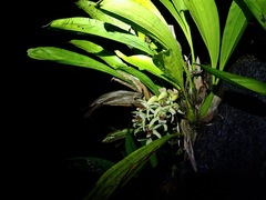 Coelogyne asperata