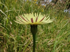 Urospermum dalechampii