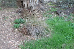 Juncus patens