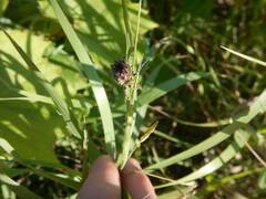 Acanthepeira stellata