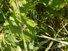 Acanthepeira stellata