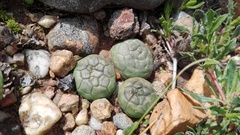 Euphorbia globosa