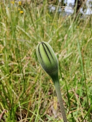 Urospermum dalechampii