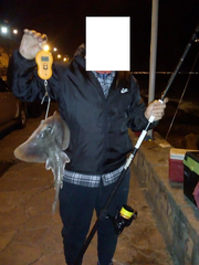 Psammobatis