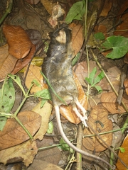 Ototylomys phyllotis