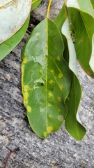 Phyllocnistis magnoliella