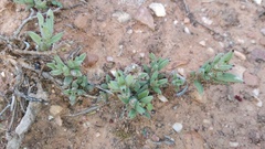 Trichodiadema orientale