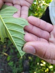Hyperaspis festiva