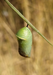 Danaus