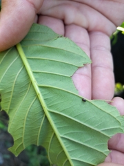 Hyperaspis festiva