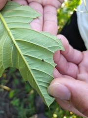 Hyperaspis festiva