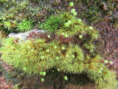 Bartramia pomiformis