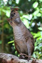 Thylogale stigmatica