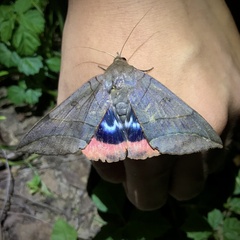 Thyas juno