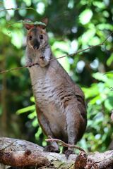 Thylogale stigmatica