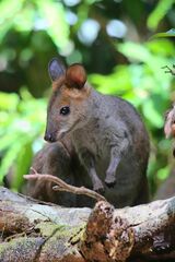 Thylogale stigmatica