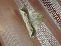 Ophisma diatonica