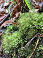 Pyrrhobryum spiniforme