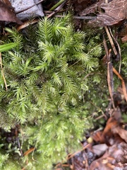 Pyrrhobryum spiniforme