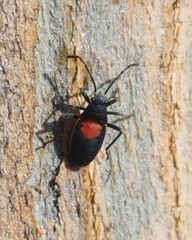 Stenomacra marginella